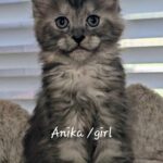 Anika 06.09.2024