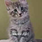 Cookie 06.09.2024